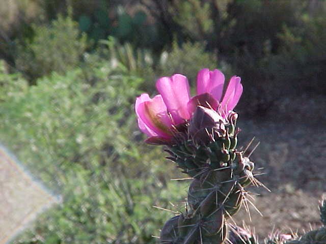 Big Bend Trip 2003 Texas, photograph 0021