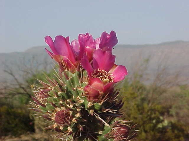 Big Bend Trip 2003 Texas, photograph 0022