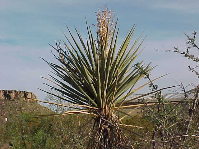 Big Bend Trip 2003 Texas, photograph 0024