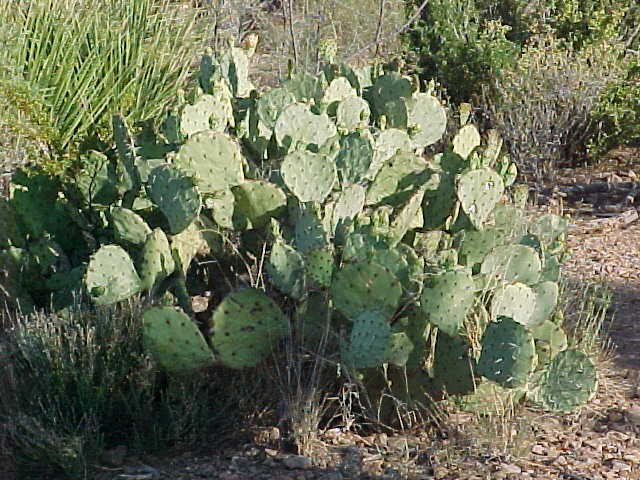 Big Bend Trip 2003 Texas, photograph 0025