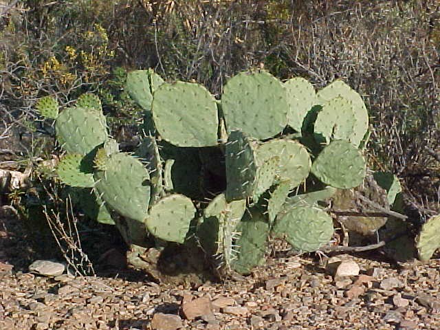 Big Bend Trip 2003 Texas, photograph 0026