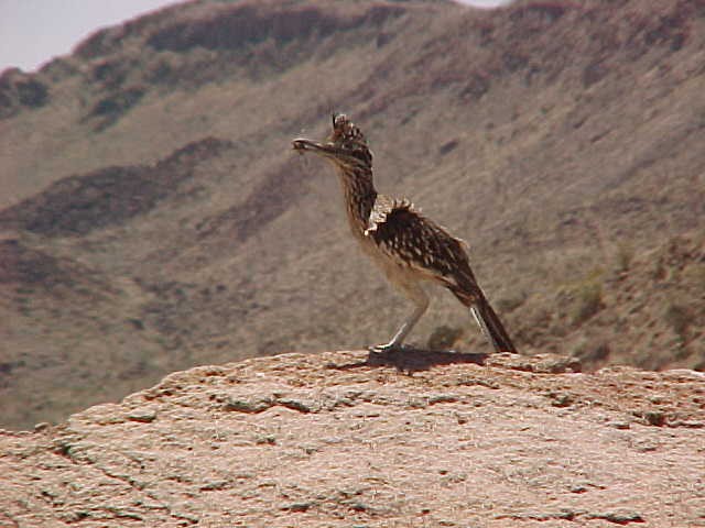 Big Bend Trip 2003 Texas, photograph 0041