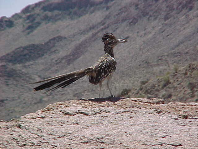 Big Bend Trip 2003 Texas, photograph 0042
